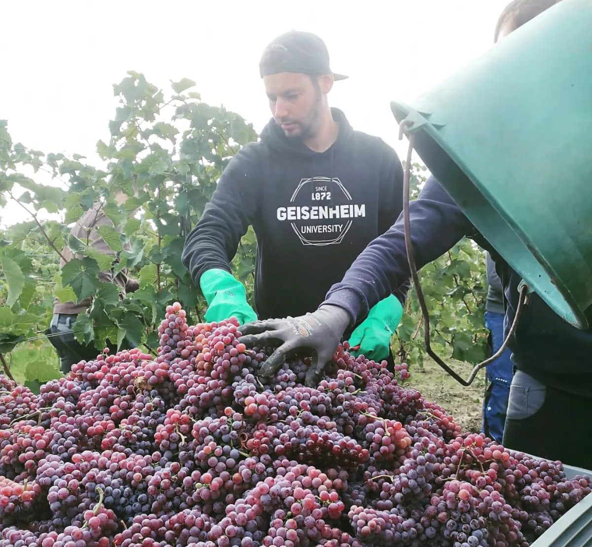 Traubenlese Souvignier Gris